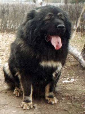Berger du Caucase — photo de la race de chien originaire de Géorgie (3)