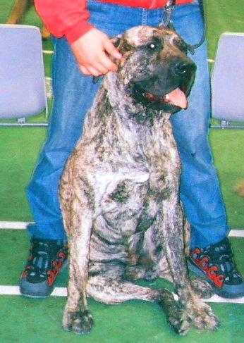 Fila Brasileiro — photo de la race de chien originaire de Brésil (5)