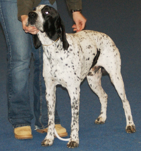 Braque d’Auvergne — photo de la race de chien originaire de France (1)