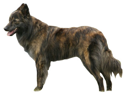 Berger Hollandais — photo de la race de chien originaire de Pays-Bas (6)