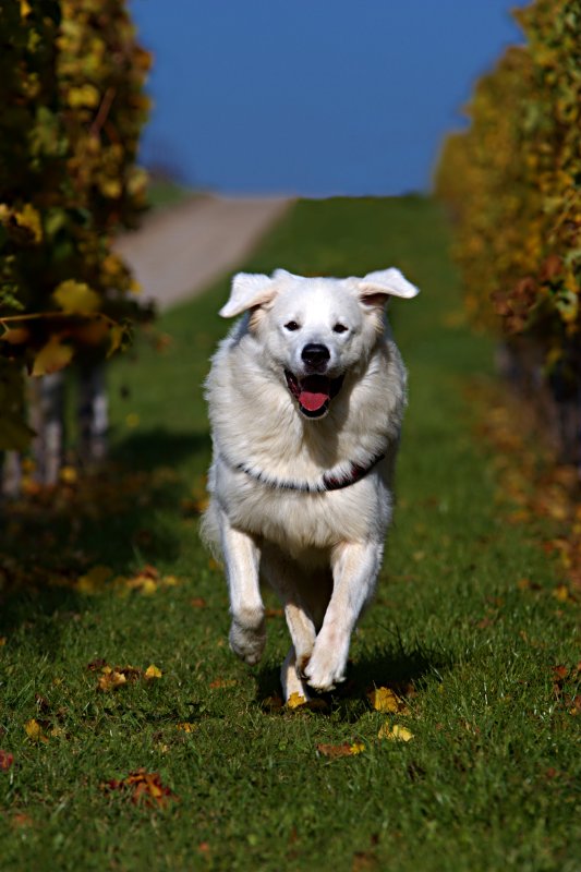 Slovensky cuvac — photo de la race de chien originaire de Tchécoslovaquie (4)