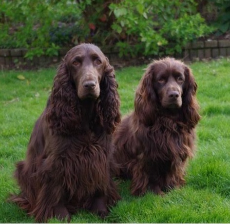 Field Spaniel — photo de la race de chien originaire de Angleterre (5)