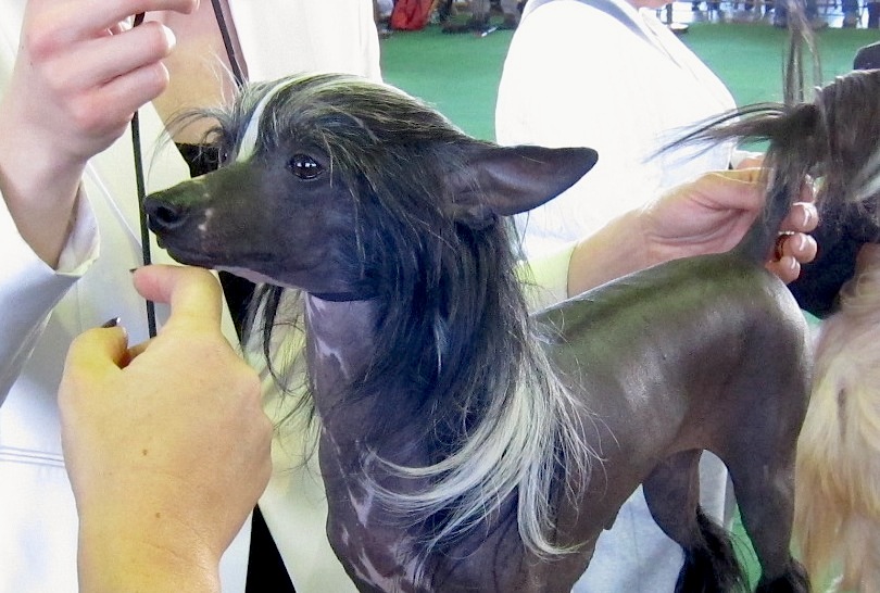 Chien chinois à crête — photo de la race de chien originaire de République populaire de Chine (4)