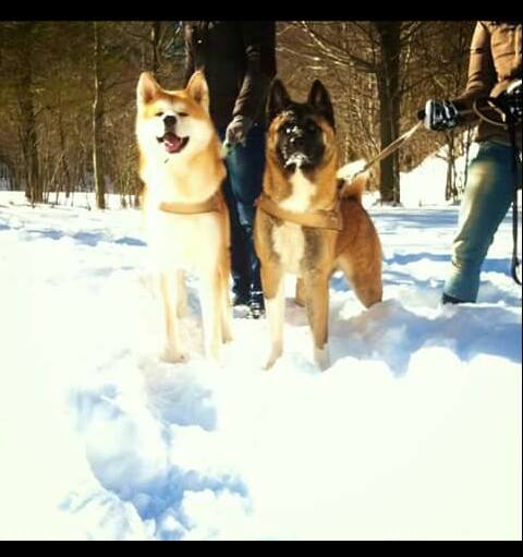 Akita américain — photo de la race de chien originaire de États-Unis (5)