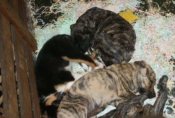 Cao fila de São Miguel — photo de la race de chien originaire de Portugal (2)