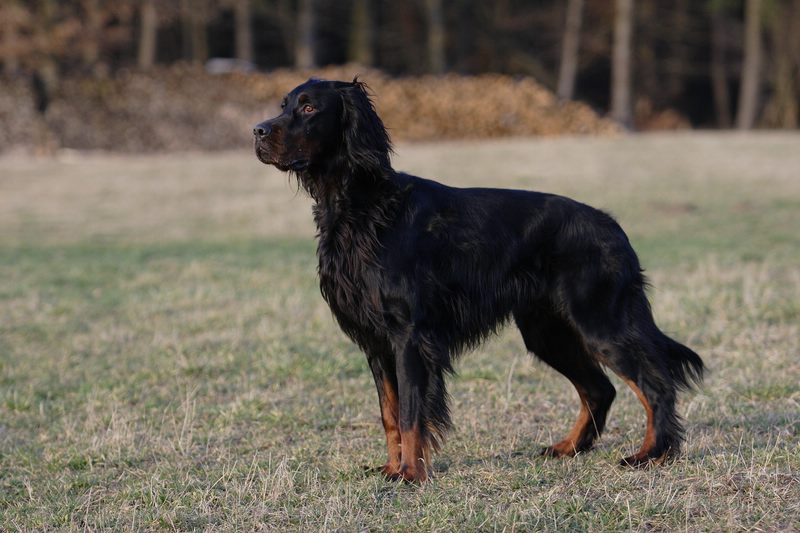 Setter Gordon — photo de la race de chien originaire de Écosse (4)