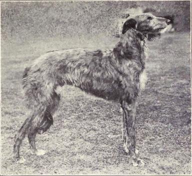 Lévrier écossais — photo de la race de chien originaire de Écosse (6)