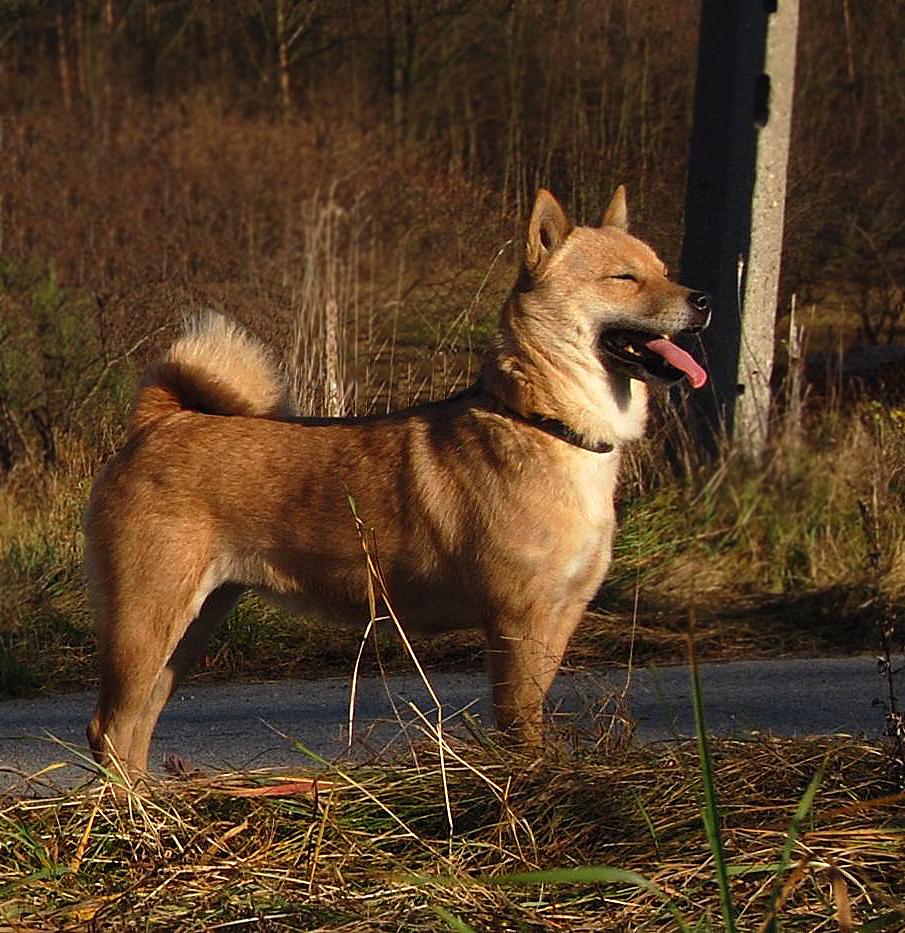 Hokkaido Ken — photo de la race de chien originaire de Japon (5)