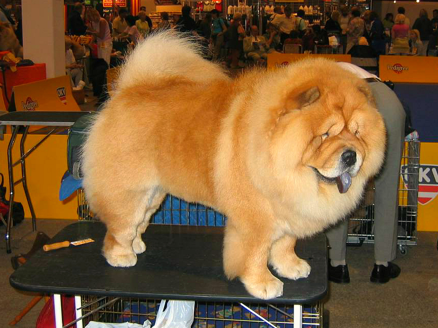 Chow-chow — photo de la race de chien originaire de République populaire de Chine (6)