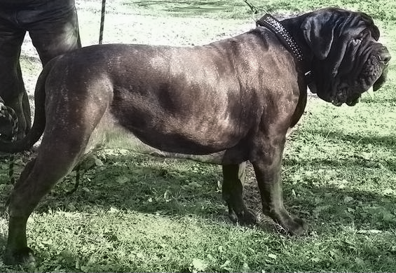 Mâtin de Naples — photo de la race de chien originaire de Rome antique (2)