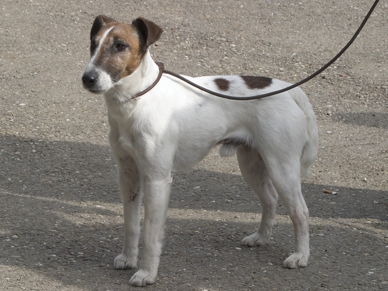 Fox Terrier — photo de la race de chien originaire de Royaume-Uni (2)