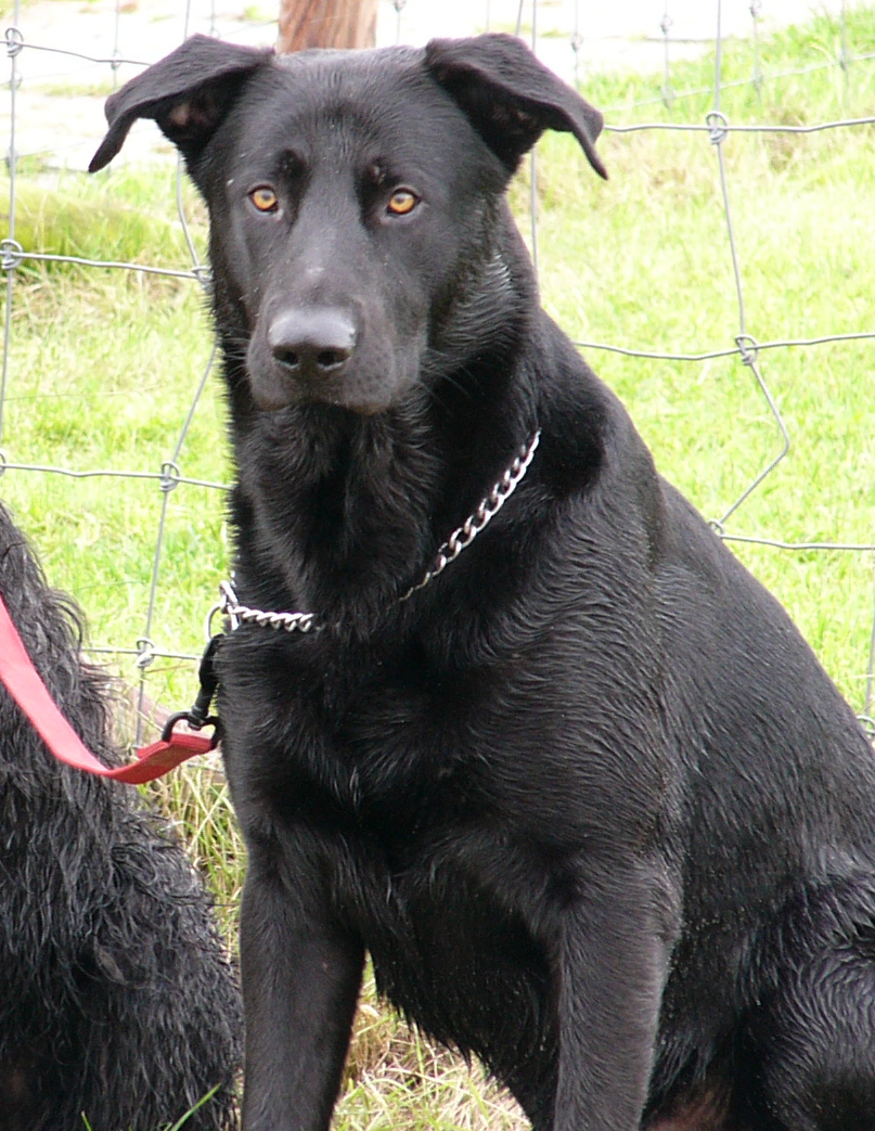 Chien de berger de Majorque — photo de la race de chien originaire de Majorque (3)