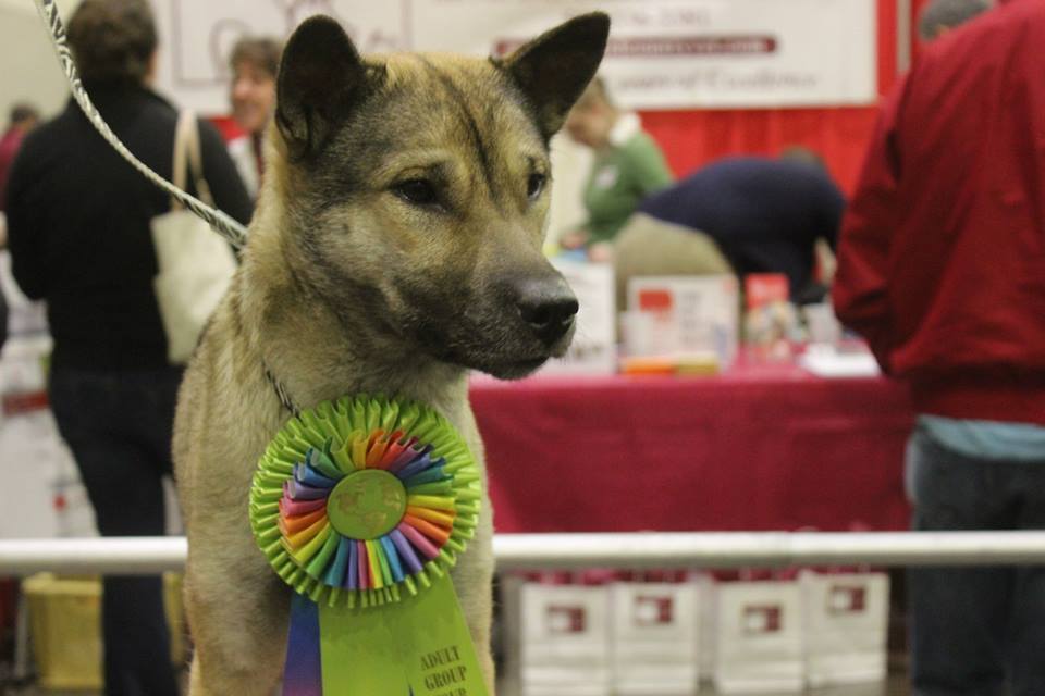 Kishu — photo de la race de chien originaire de Japon (6)