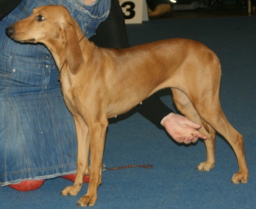Chien courant italien à poil ras — photo de la race de chien originaire de Italie (5)