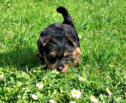 Silky Terrier — photo de la race de chien originaire de Australie (6)