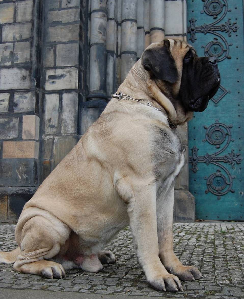 Mastiff — photo de la race de chien originaire de Angleterre (5)
