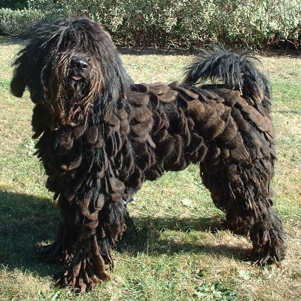 Berger de Bergame — photo de la race de chien originaire de Italie (1)