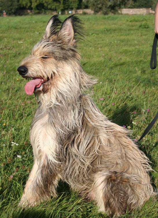 Berger Picard — photo de la race de chien originaire de France (6)