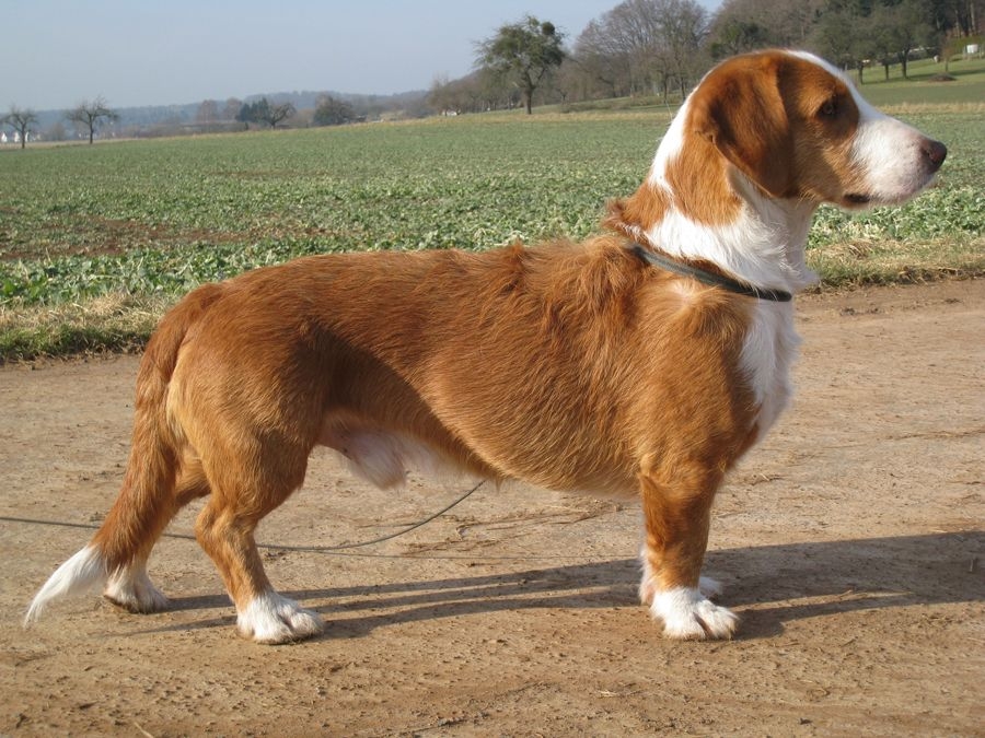 Basset de Westphalie — photo de la race de chien originaire de Allemagne (5)