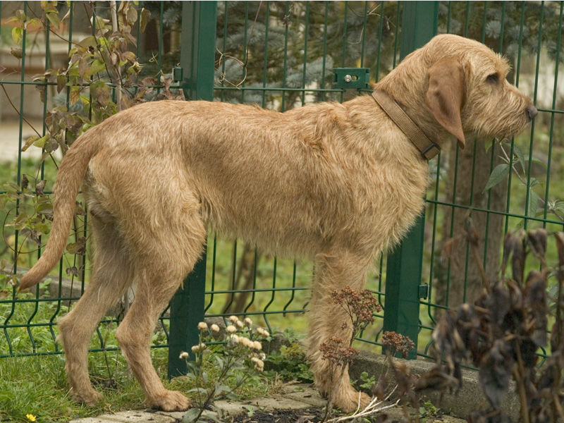 Griffon fauve de Bretagne — photo de la race de chien originaire de France (1)
