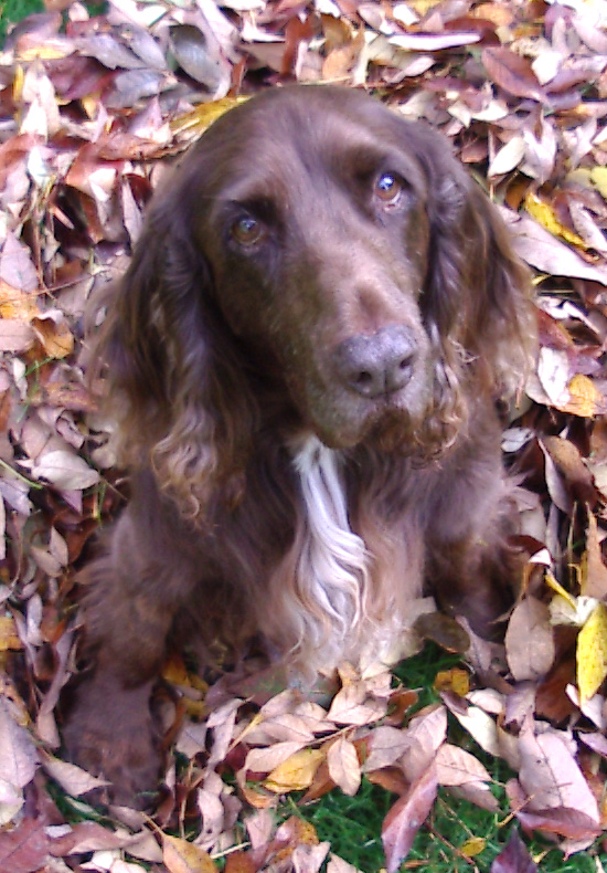 Field Spaniel — photo de la race de chien originaire de Angleterre (6)