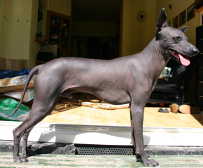 Chien nu du Pérou