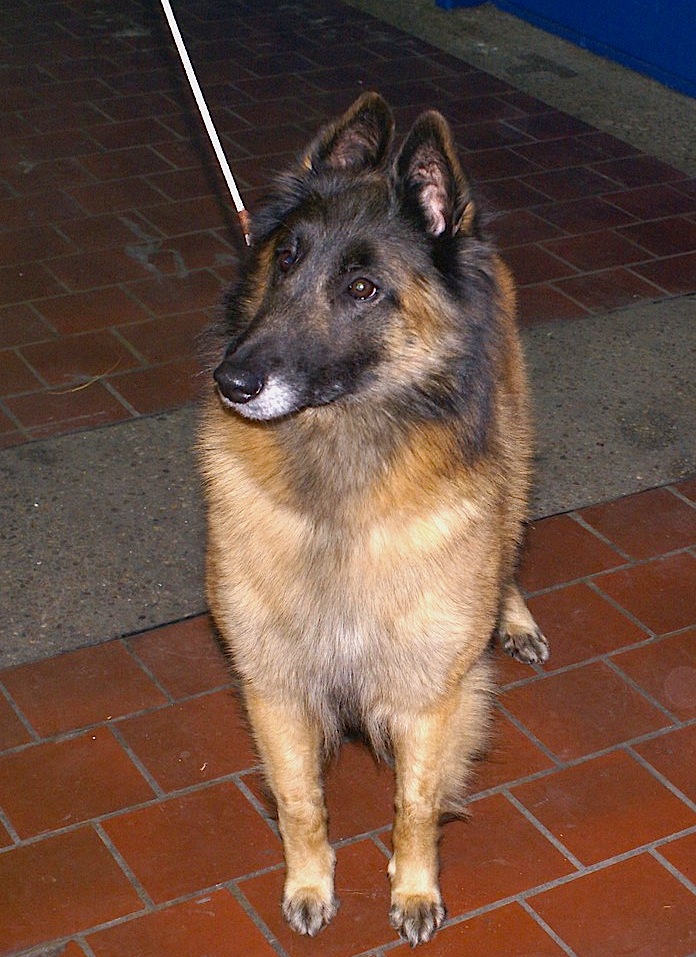 Berger Belge Tervueren — photo de la race de chien originaire de Belgique (3)