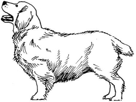 Clumber Spaniel — photo de la race de chien originaire de Angleterre (5)