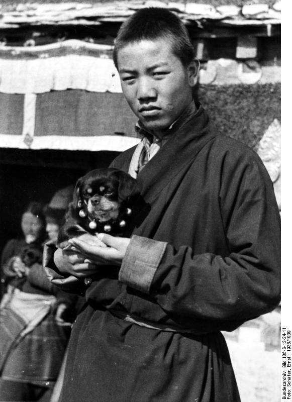 Epagneul tibétain — photo de la race de chien originaire de Tibet (4)