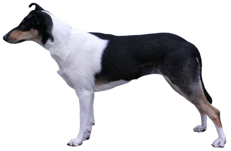 Colley à poil court — photo de la race de chien originaire de Écosse (2)