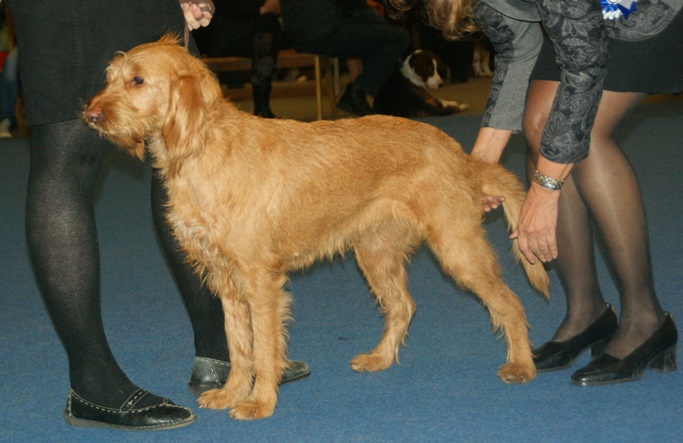 Griffon fauve de Bretagne — photo de la race de chien originaire de France (4)