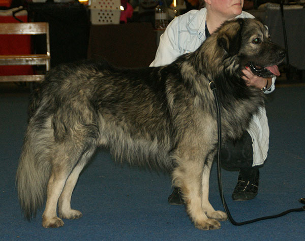Berger du Karst — photo de la race de chien originaire de Slovénie (4)