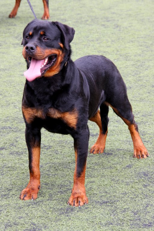 Rottweiler — photo de la race de chien originaire de Allemagne (4)