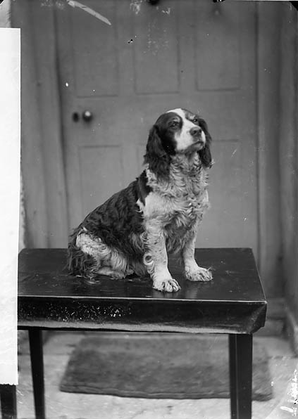 Welsh Springer Spaniel — photo de la race de chien originaire de pays de Galles (2)