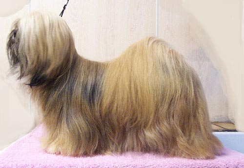 Lhassa Apso — photo de la race de chien originaire de Tibet (5)