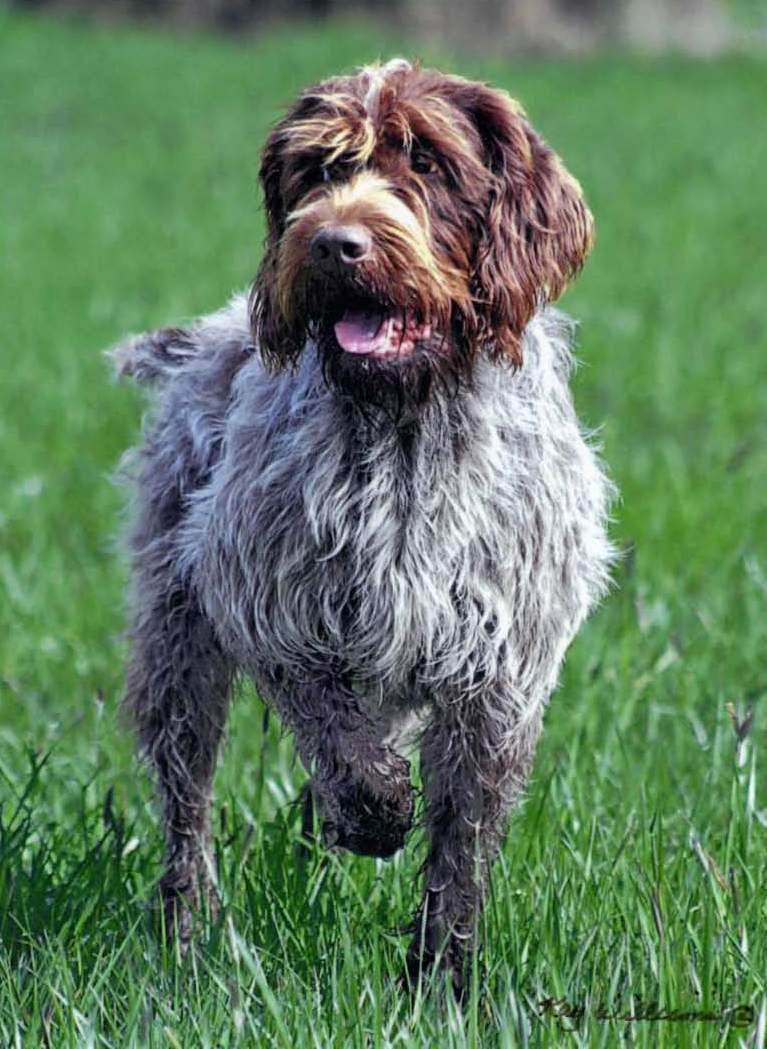 Griffon Korthals — photo de la race de chien originaire de France (6)