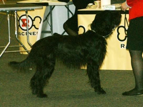 Pudelpointer — photo de la race de chien originaire de Allemagne (1)