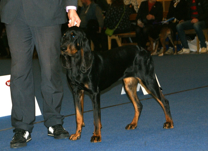 Black and tan coonhound — photo de la race de chien originaire de États-Unis (2)