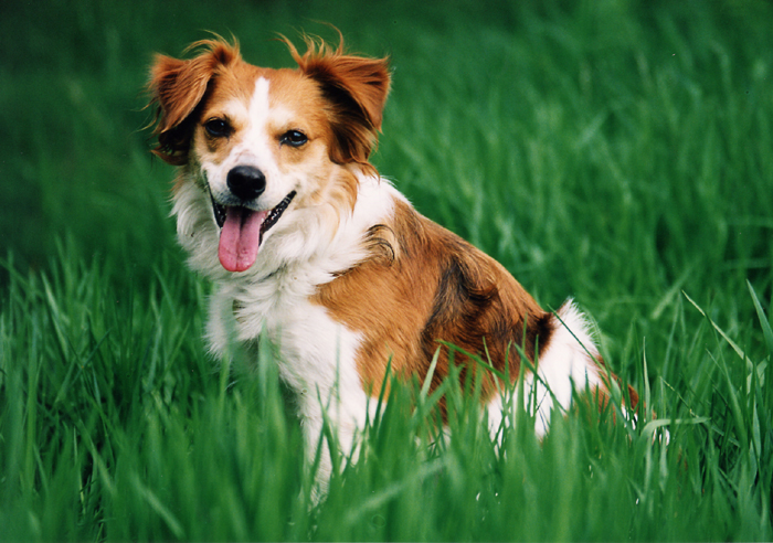 Kromfohrländer — photo de la race de chien originaire de Allemagne (2)