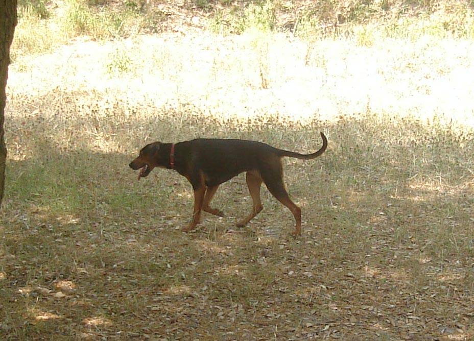 Chien courant serbe — photo de la race de chien originaire de Serbie (2)