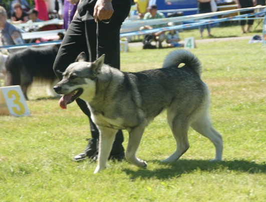 Chien d’élan suédois — photo de la race de chien originaire de Suède (2)