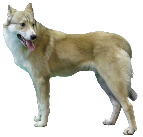 Laïka de Sibérie occidentale — photo de la race de chien originaire de Russie (5)
