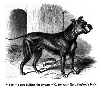 Old english Bulldog — photo de la race de chien originaire de Royaume-Uni (5)