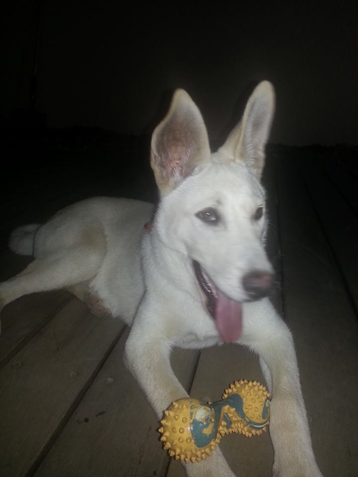 Chien de Canaan — photo de la race de chien originaire de Palestine (5)
