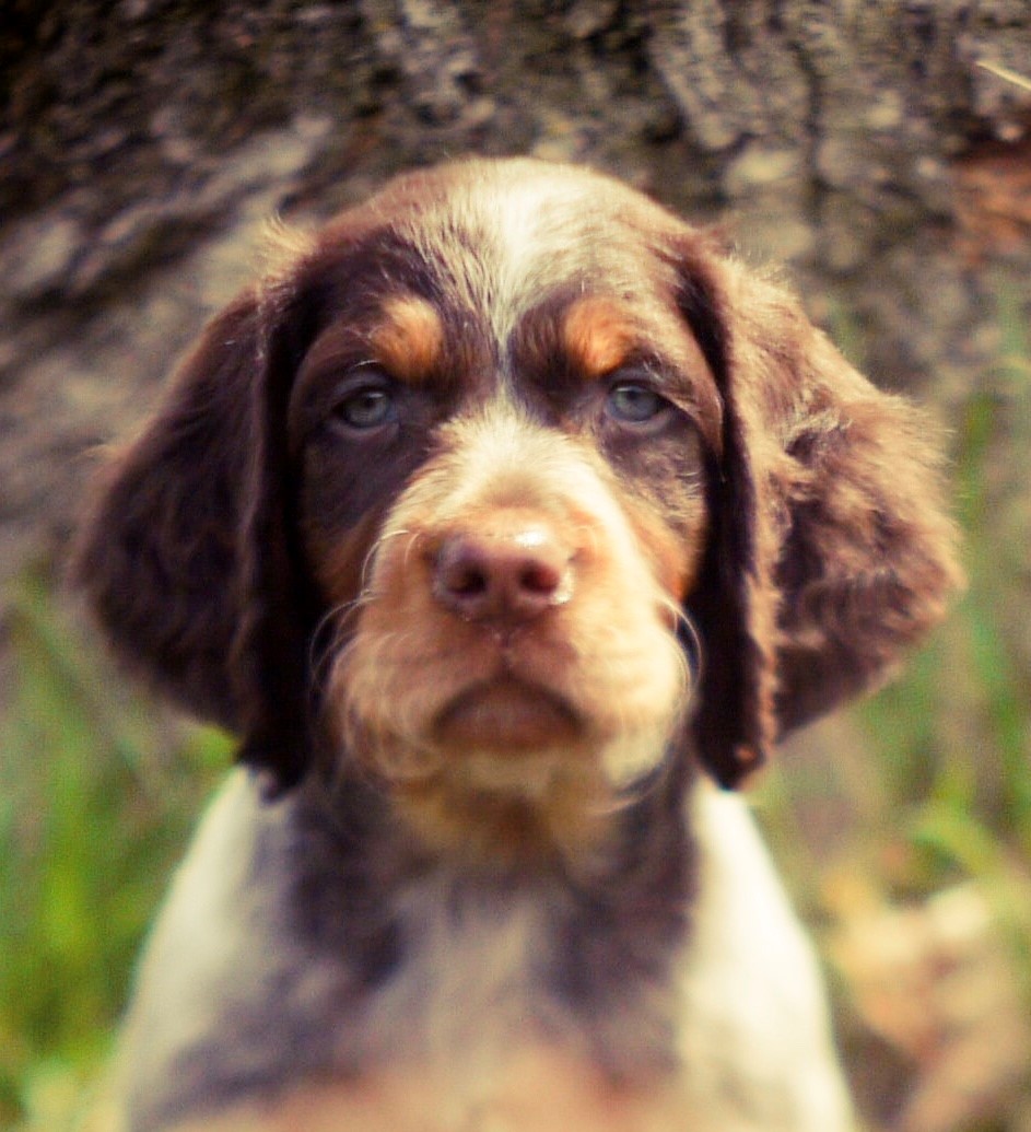 Epagneul picard — photo de la race de chien originaire de France (5)
