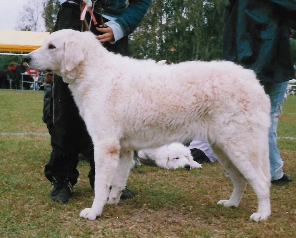 Kuvasz — photo de la race de chien originaire de Hongrie (4)