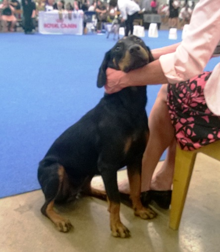 Chien courant yougoslave de montagne — photo de la race de chien originaire de Monténégro (1)
