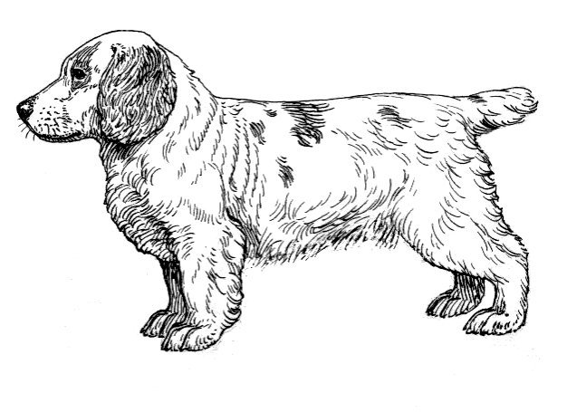 Clumber Spaniel — photo de la race de chien originaire de Angleterre (6)
