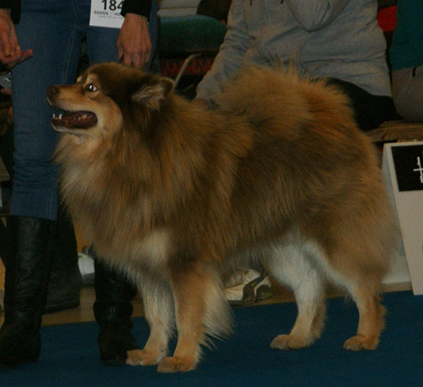 Chien finnois de Laponie — photo de la race de chien originaire de Finlande (5)