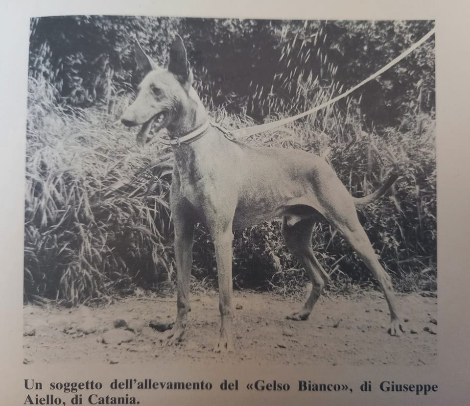 Cirneco de l’Etna — photo de la race de chien originaire de Italie (2)